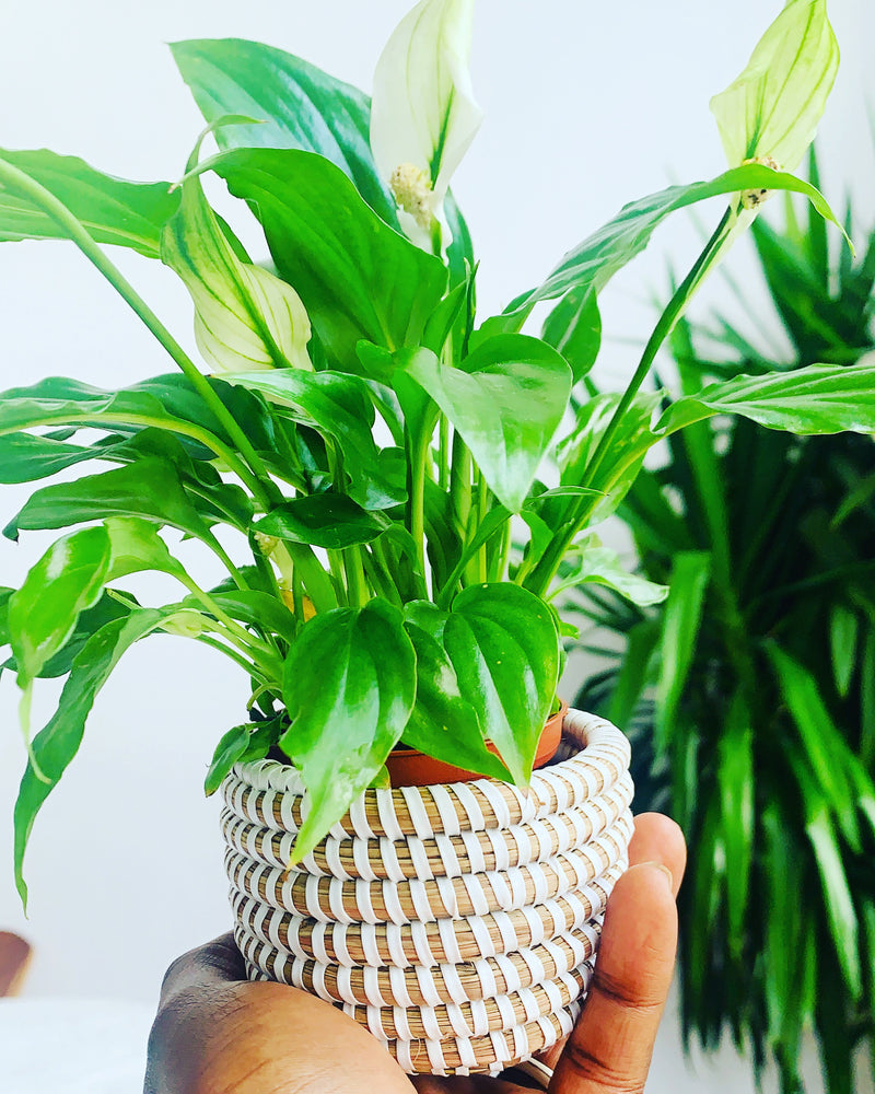 Aïda Mini Baskets