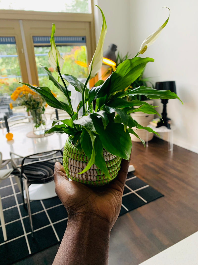Aïda Mini Baskets