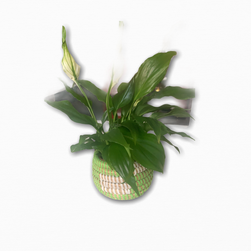 Aïda Mini Baskets